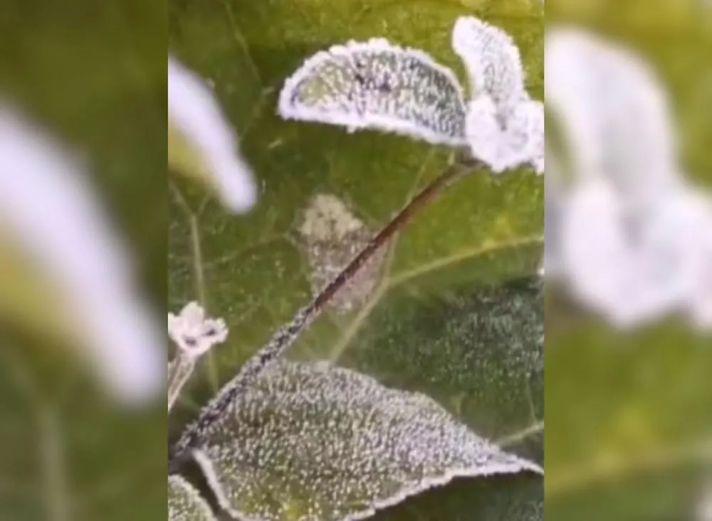 Geada no Vale do Ribeira: Apiaí registra -1,9°C e está entre as cidades mais frias do estado de São Paulo / Foto: Reprodução Redes Sociais