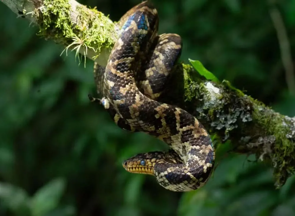 Jiboia considerada uma das mais raras do mundo é encontrada em Juquiá, no interior de São Paulo