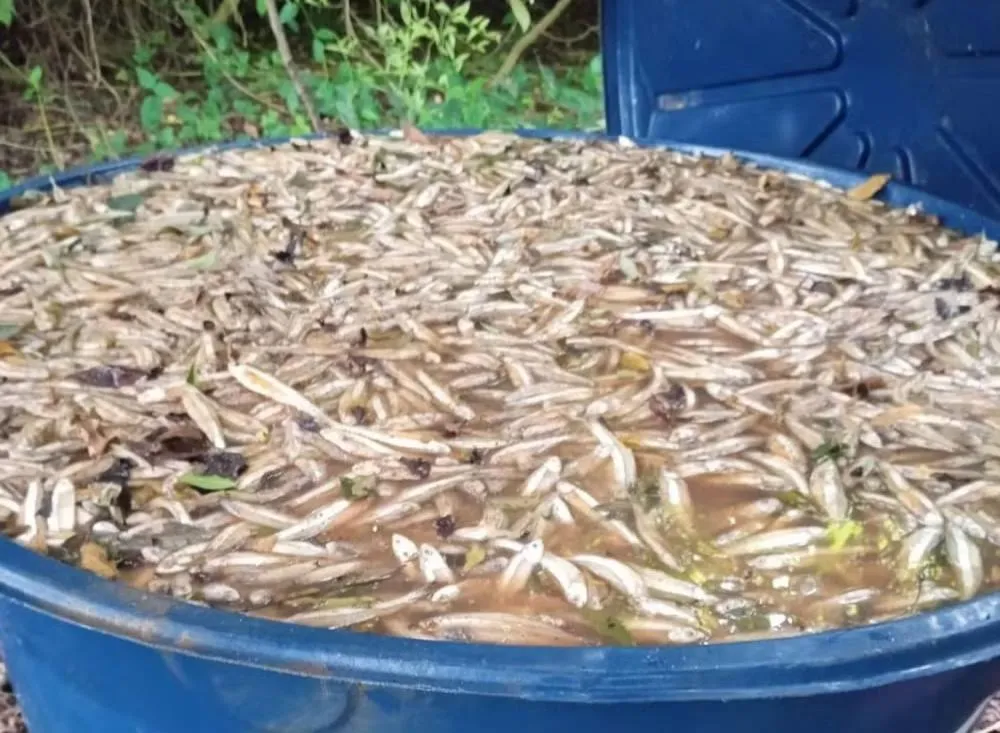PM Ambiental apreende uma tonelada de manjuba clandestina em Iguape e destrói pescado por risco sanitário