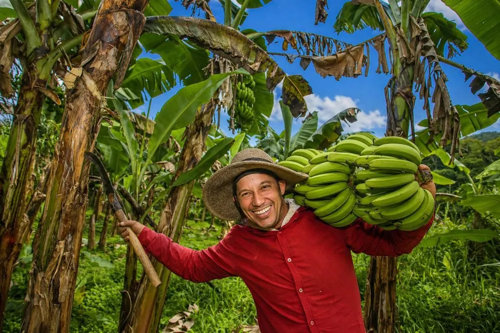 Banana do Vale do Ribeira conquista Indicação Geográfica e fortalece agro paulista / Foto: Gerada por IA